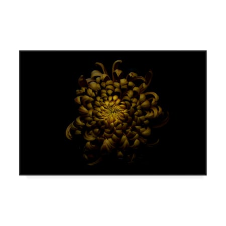 Lotte Gronkjar 'Chrysanthemum Yellow' Canvas Art,30x47